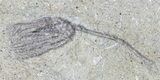 Abrotocrinus Crinoid Fossil - Adams County, Illinois #45570-1